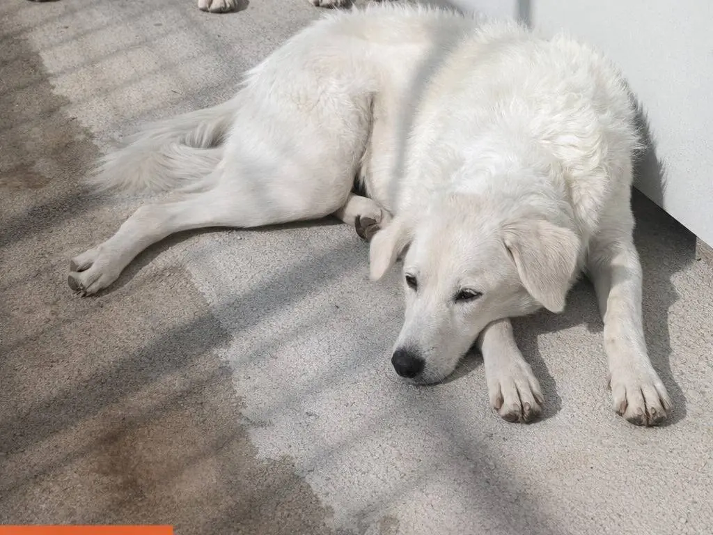 Adotta un cane, taglia media, femmina, Avellino