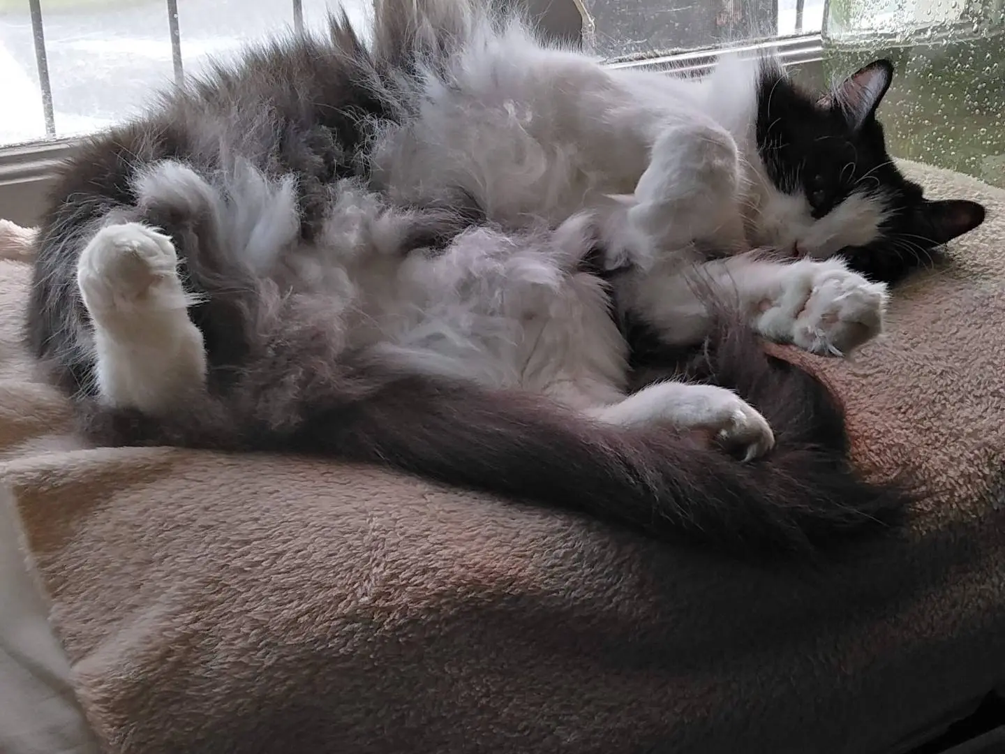 Adotta un gatto, taglia non valida, femmina, Verbano