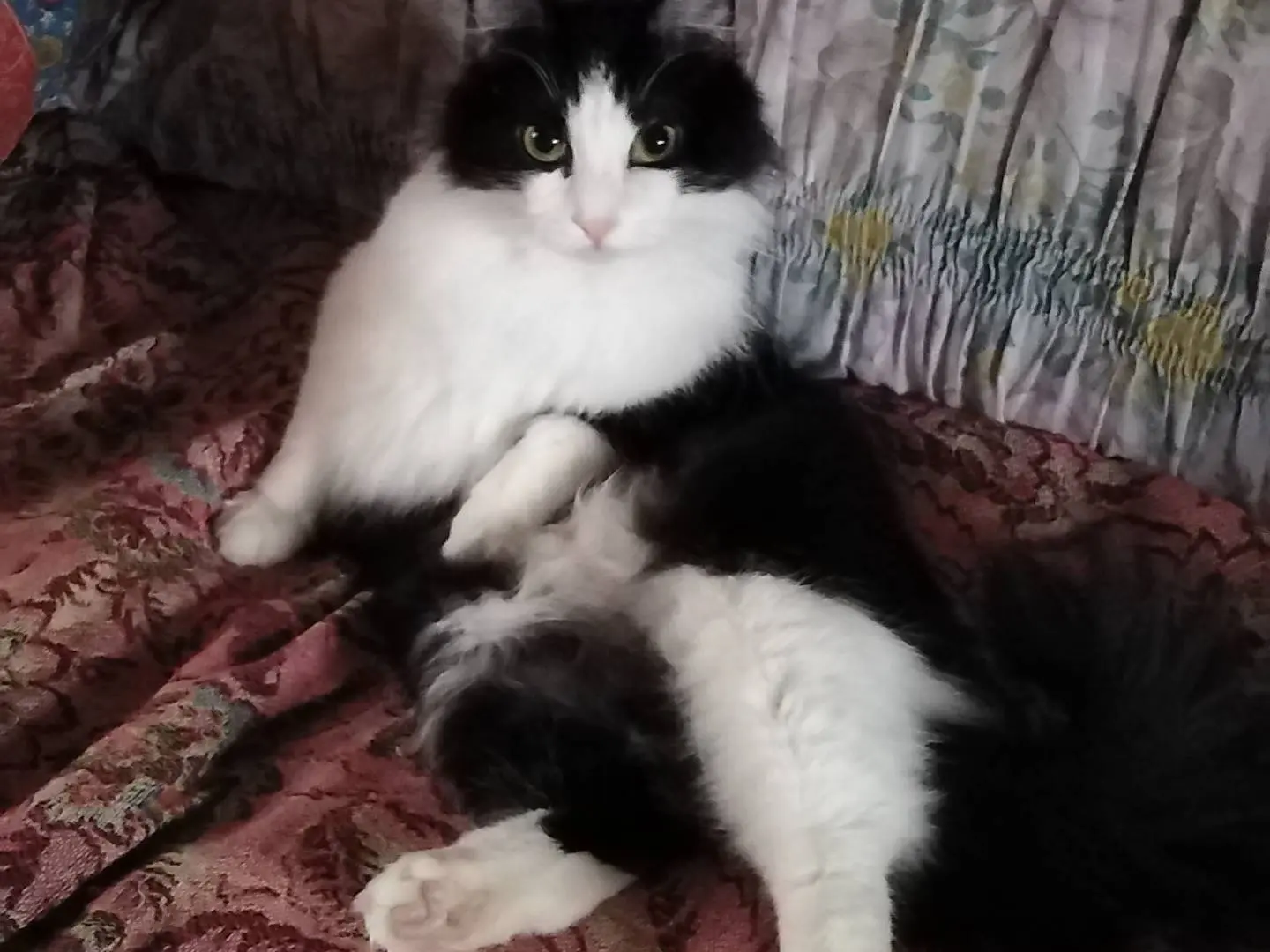 Vuoi adottare un gatto a Verbano?