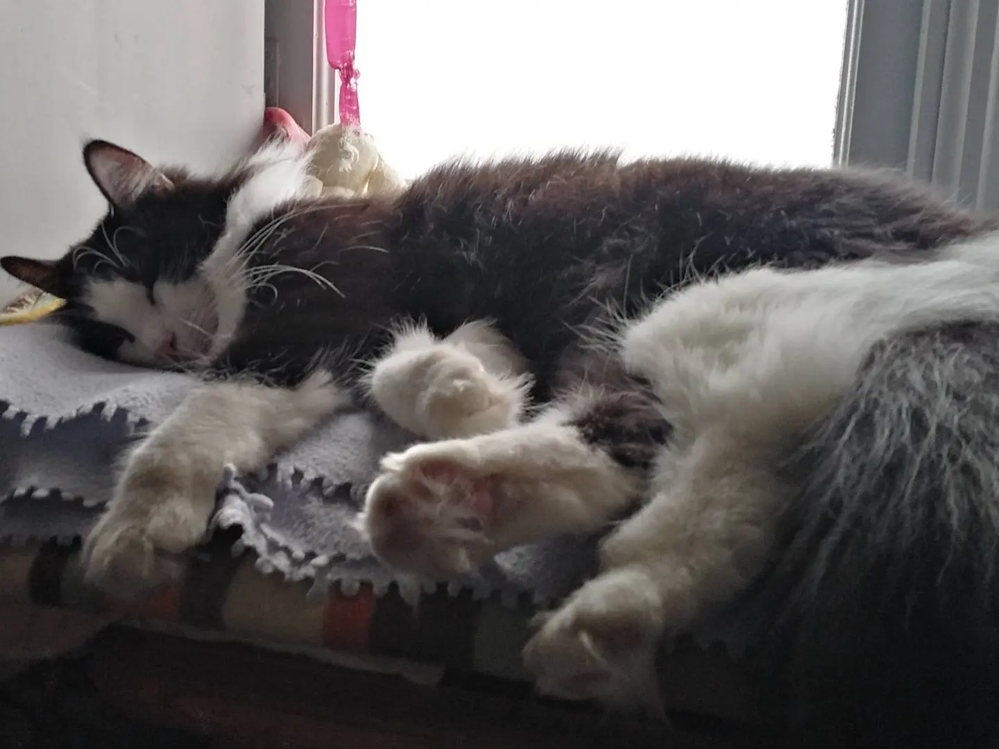 Adozione gatto, femmina, Razza sconosciuta Razza sconosciuta, 4 anni e 1 mese, taglia non valida, Verbano