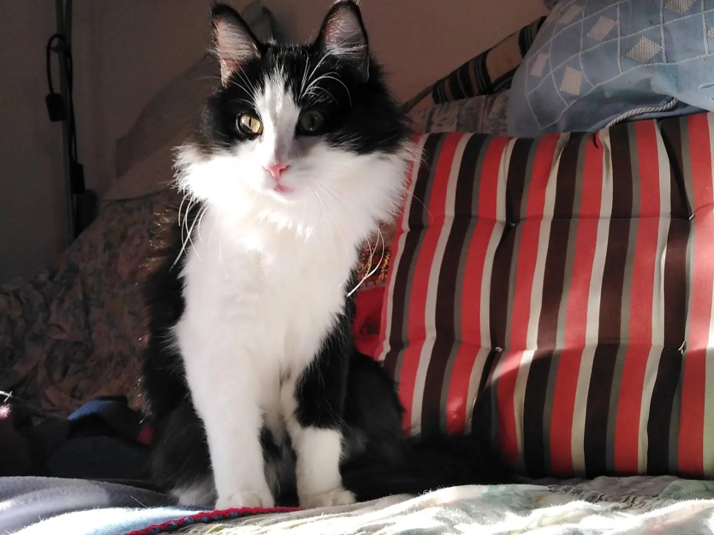 Adotta un gatto, femmina, 4 anni e 1 mese, Verbano
