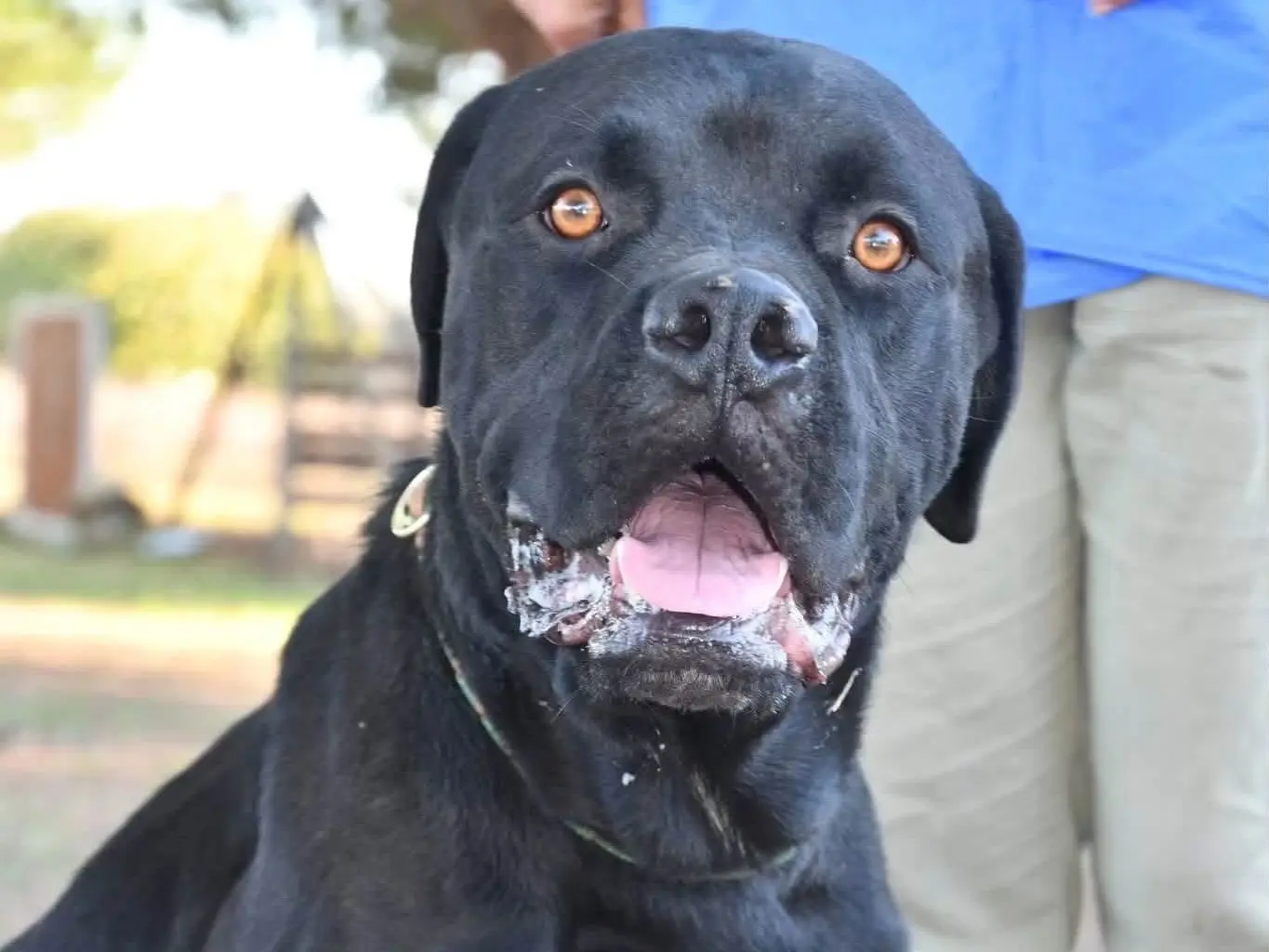 Adotta il cane Ercole a Brindisi