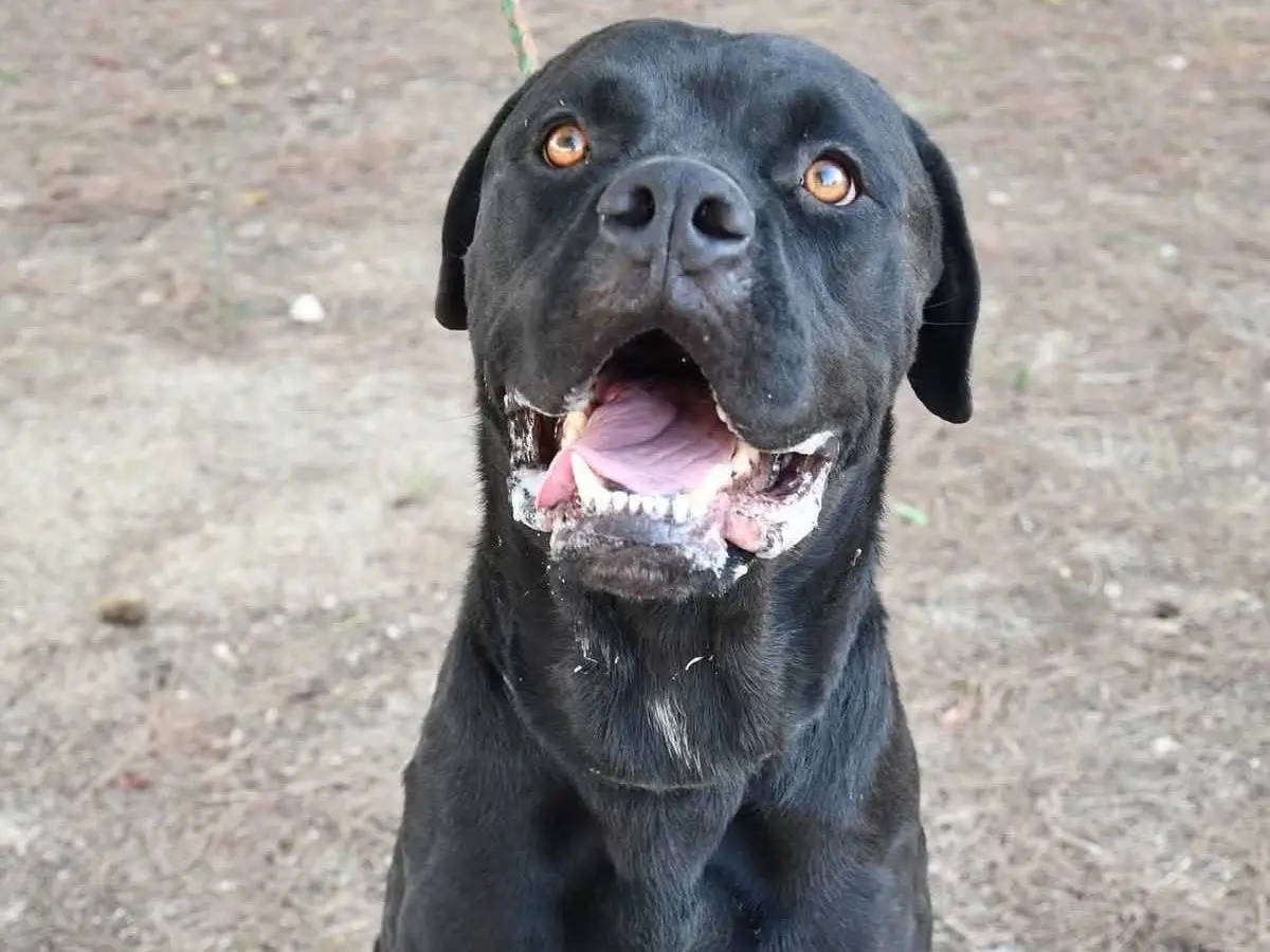 Adozione cane, maschio, Razza sconosciuta Corso, 2 anni e 11 mesi, taglia gigante, Brindisi