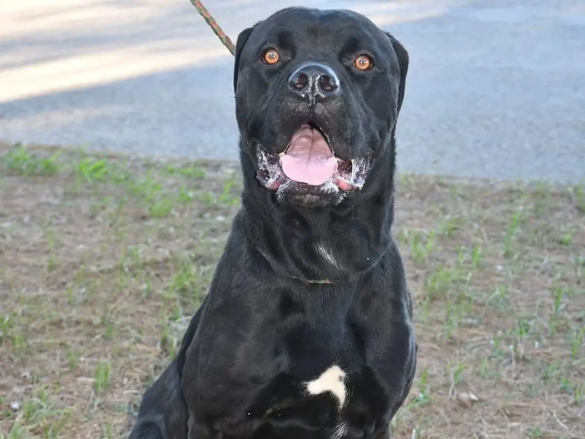 Adotta un cane, maschio, 2 anni e 11 mesi, Brindisi
