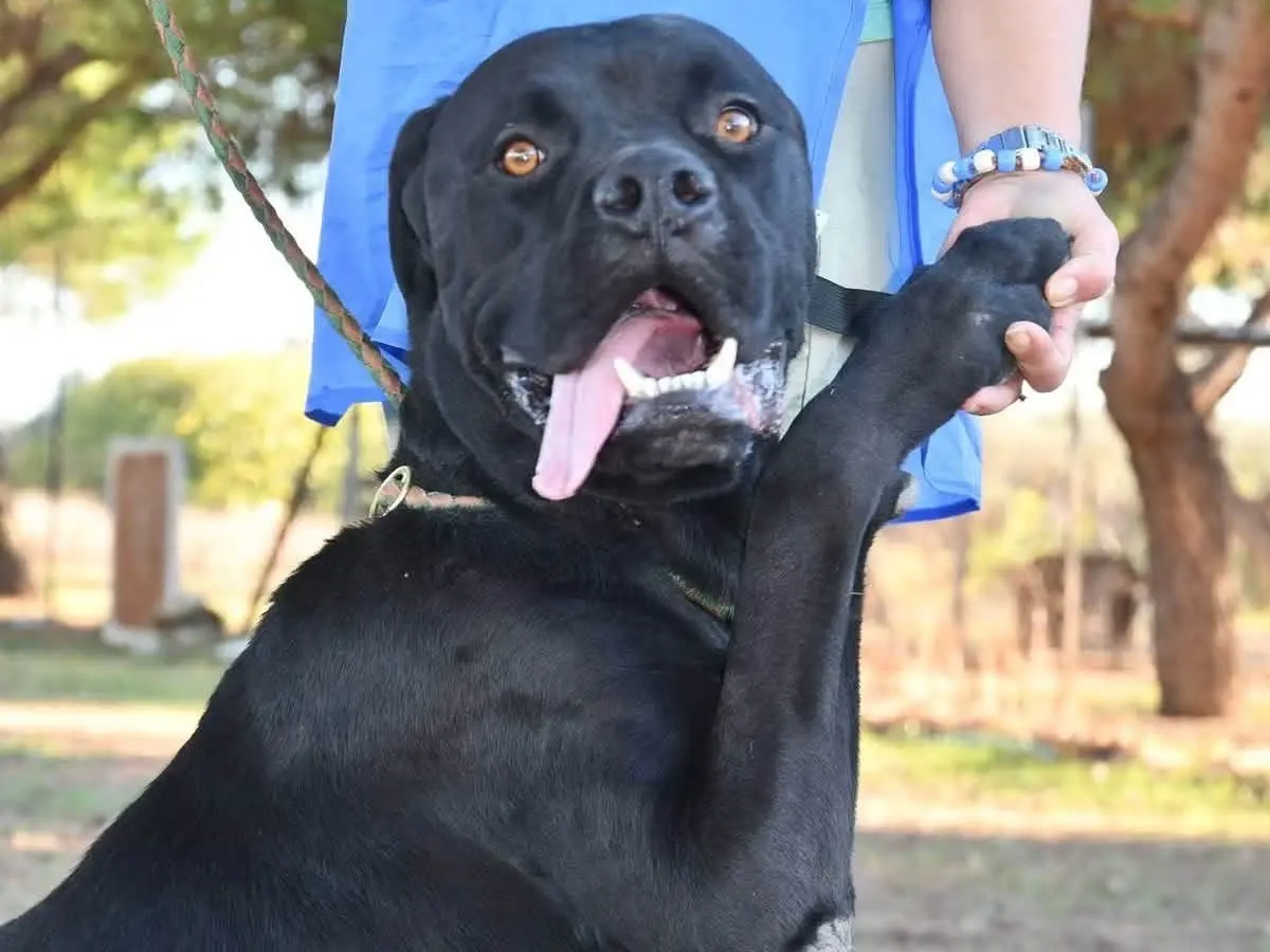 Adotta un cane, taglia gigante, maschio, Brindisi
