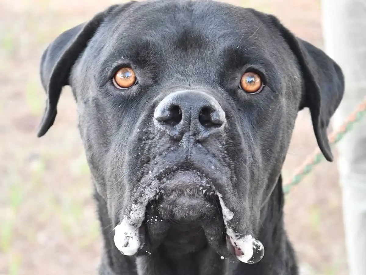 Vuoi adottare un cane a Brindisi?