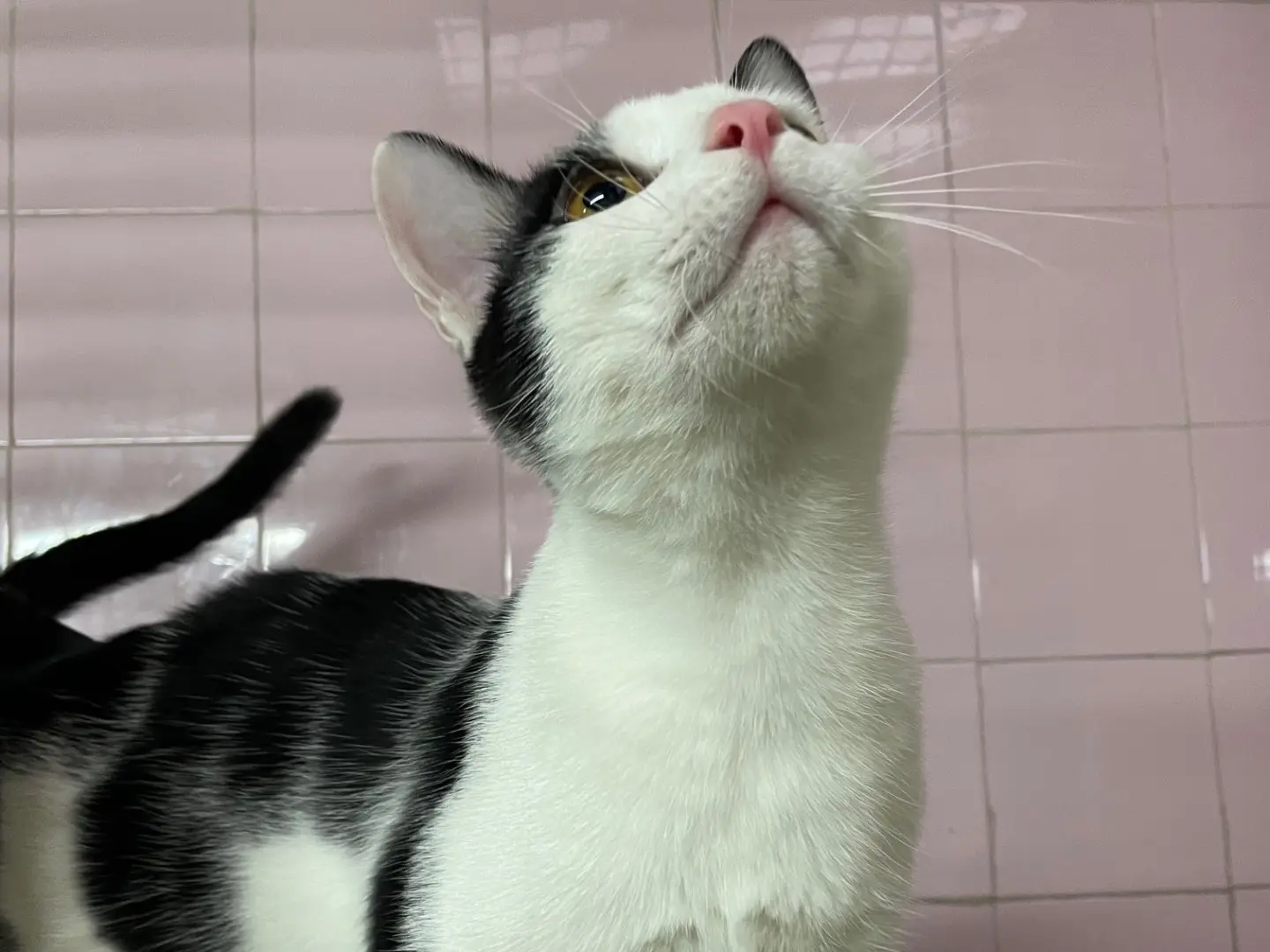Adotta il gatto Pino a Milano
