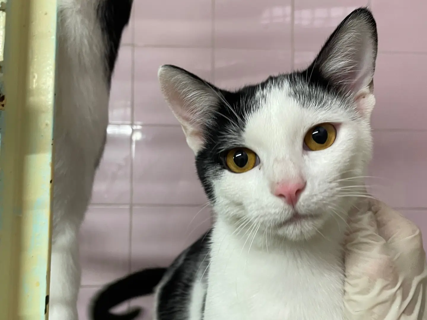 Vuoi adottare un gatto a Milano?