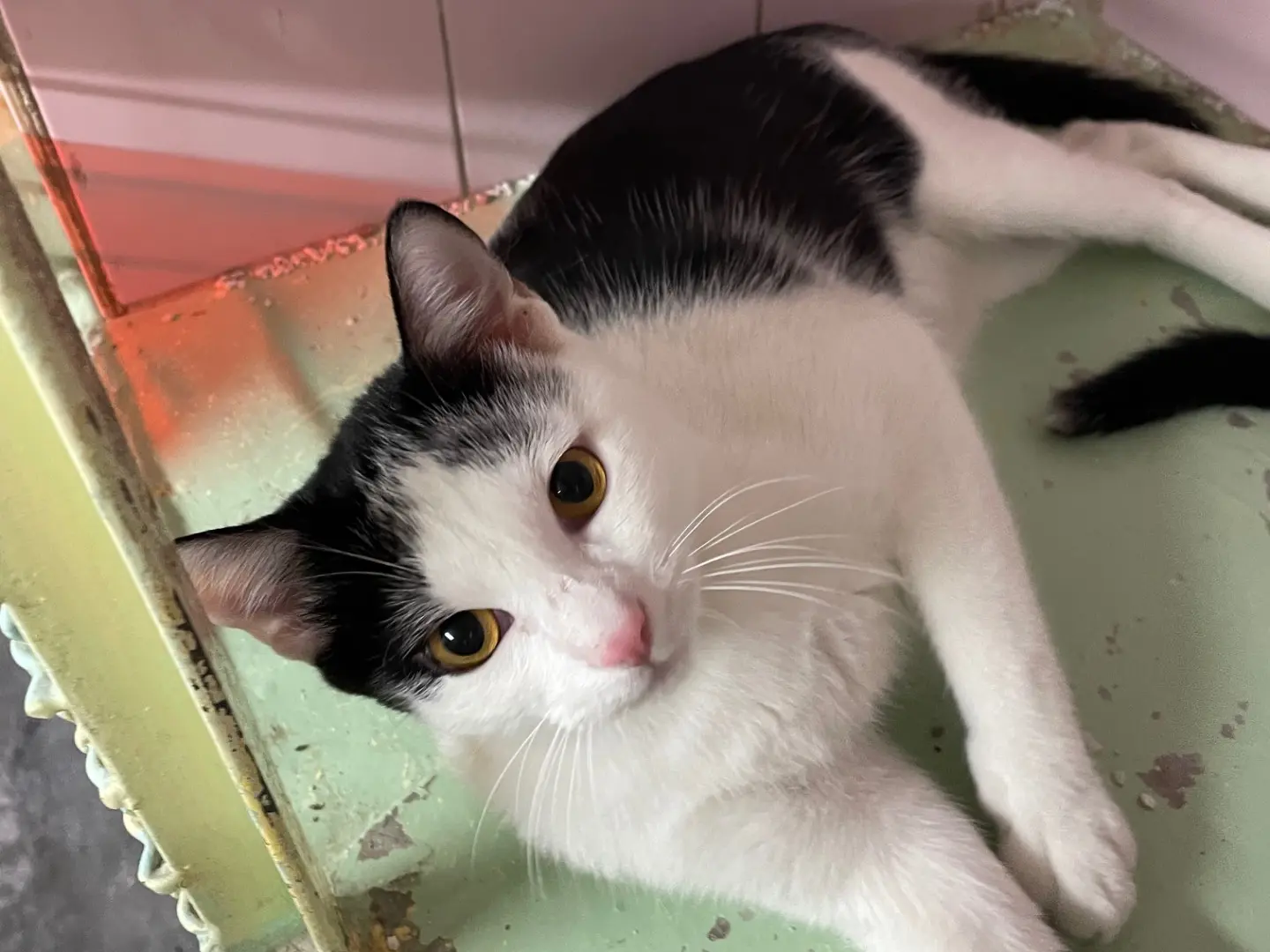 Adotta un gatto, maschio, 7 mesi, Milano