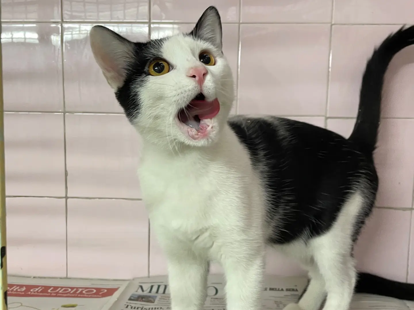 Adozione gatto, maschio, Razza sconosciuta Razza sconosciuta, 7 mesi, taglia non valida, Milano