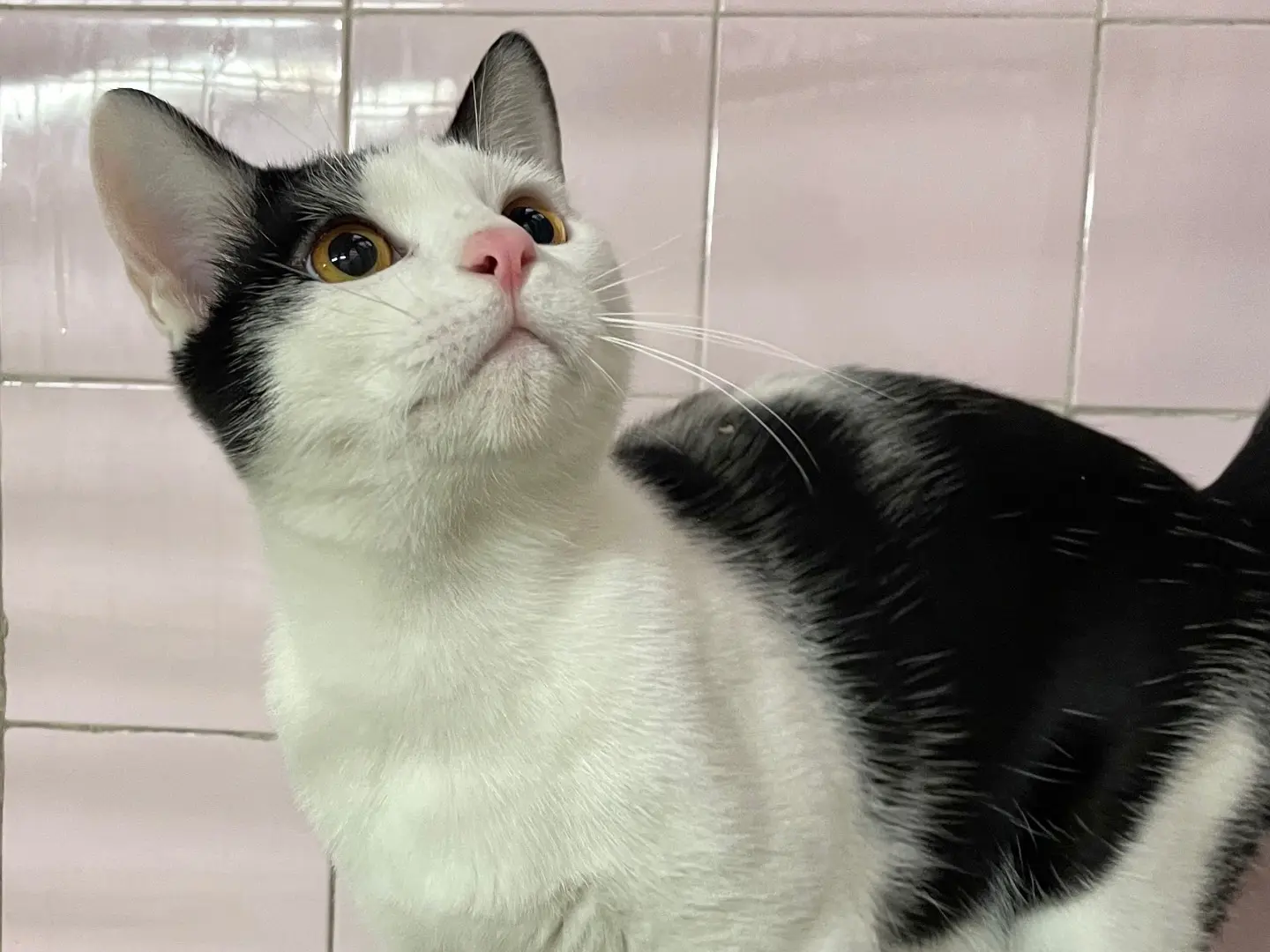 Adotta un gatto, taglia non valida, maschio, Milano