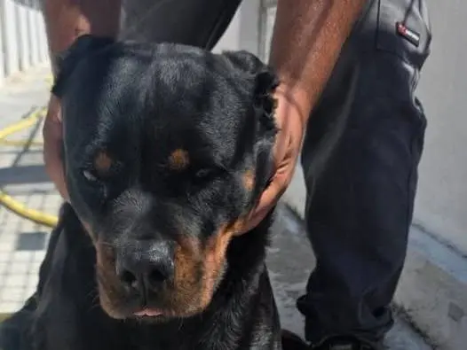 Adozione cane, femmina, Rottweiler Razza sconosciuta, 6 anni e 4 mesi, taglia grande, Crotone