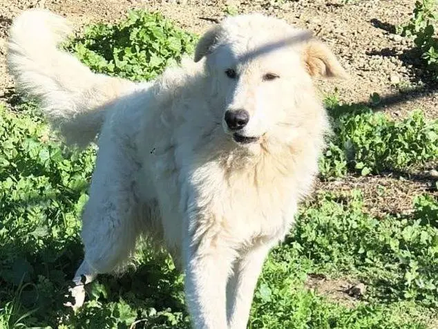 Adozione cane, maschio, Pastore maremmano Razza sconosciuta, 1 anno e 7 mesi, taglia grande, Crotone