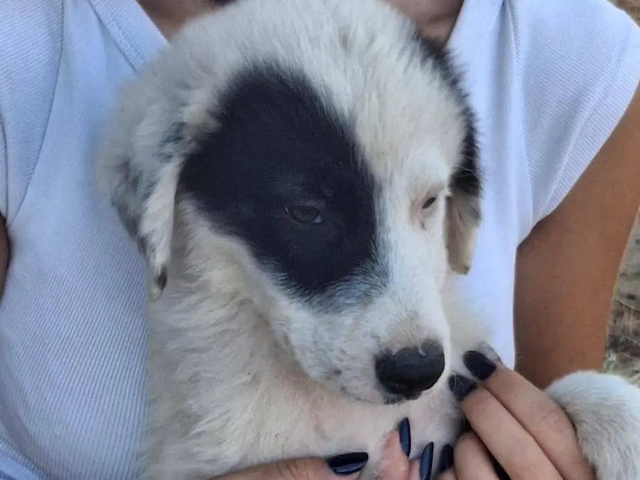 Vuoi adottare un cane a Crotone?