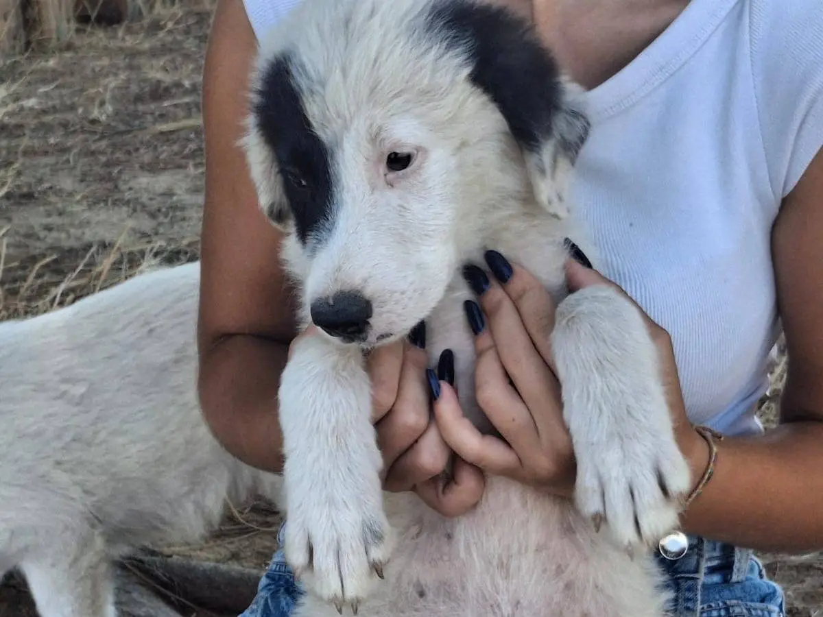 Adotta un cane, femmina, 5 mesi, Crotone