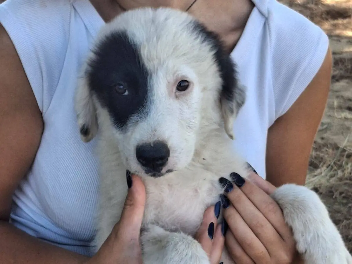Adozione cane, femmina, Razza sconosciuta Razza sconosciuta, 5 mesi, taglia media, Crotone