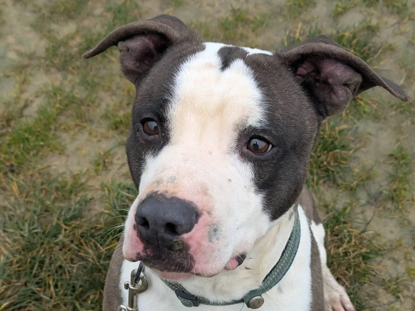 Adotta un cane, taglia media contenuta, maschio, Pisa