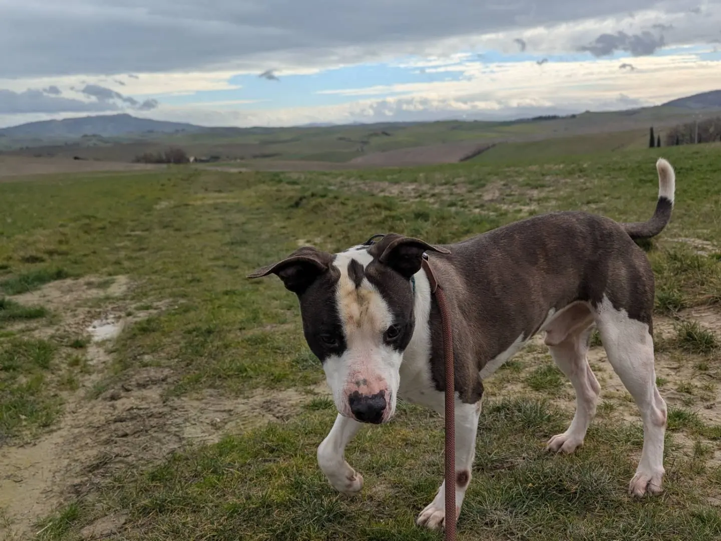 Adotta il cane Tyson a Pisa