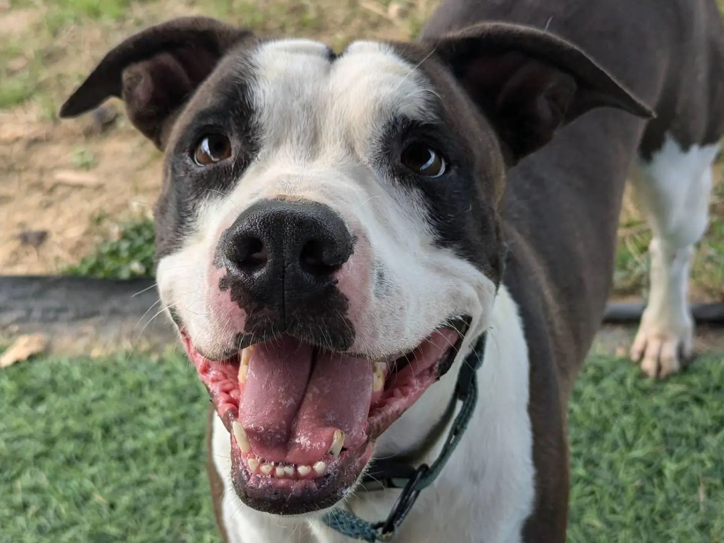 Adozione cane, maschio, Pitbull Razza sconosciuta, 7 anni e 8 mesi, taglia media contenuta, Pisa
