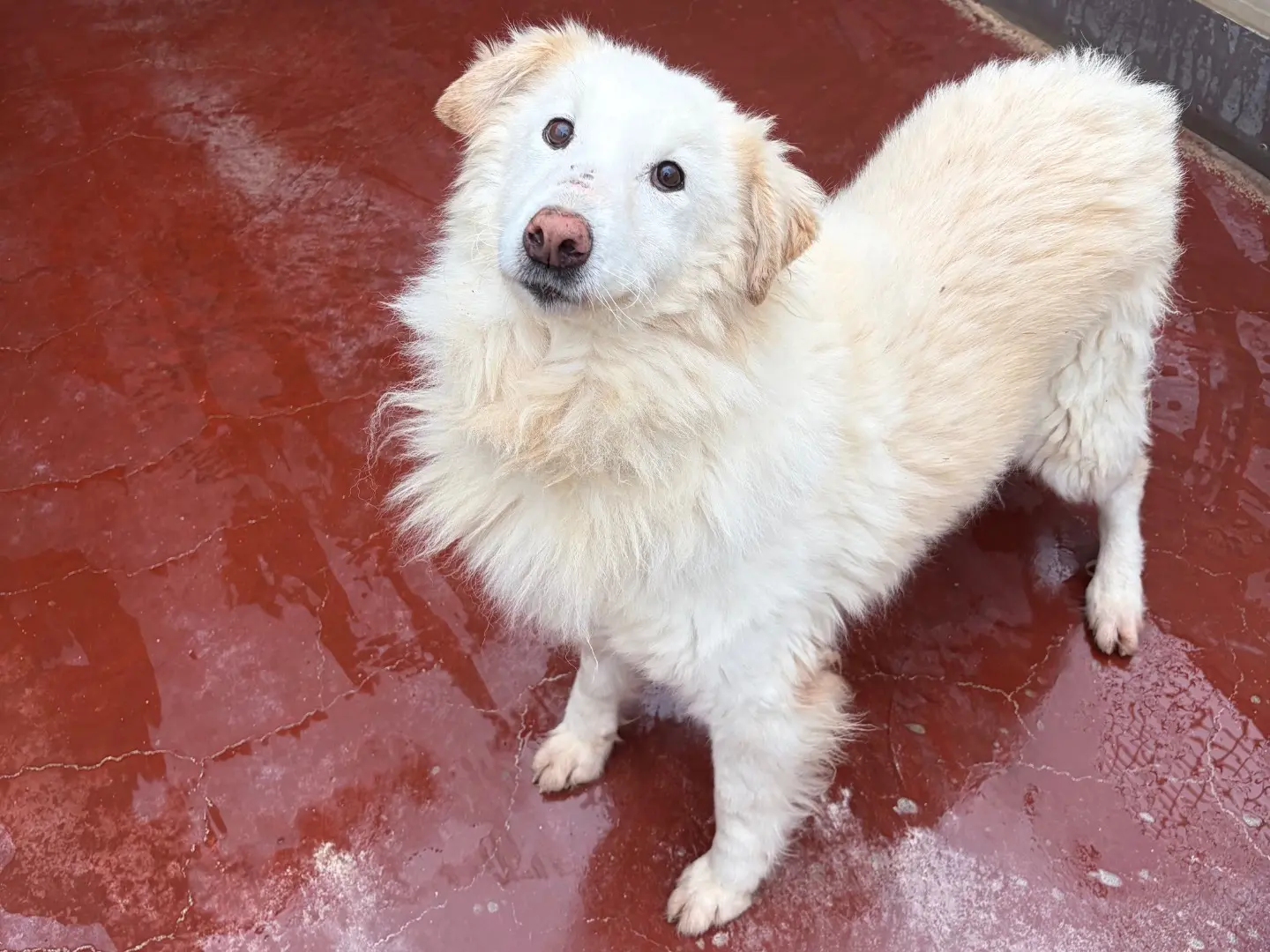 Adotta un cane, femmina, 7 anni e 9 mesi, Potenza
