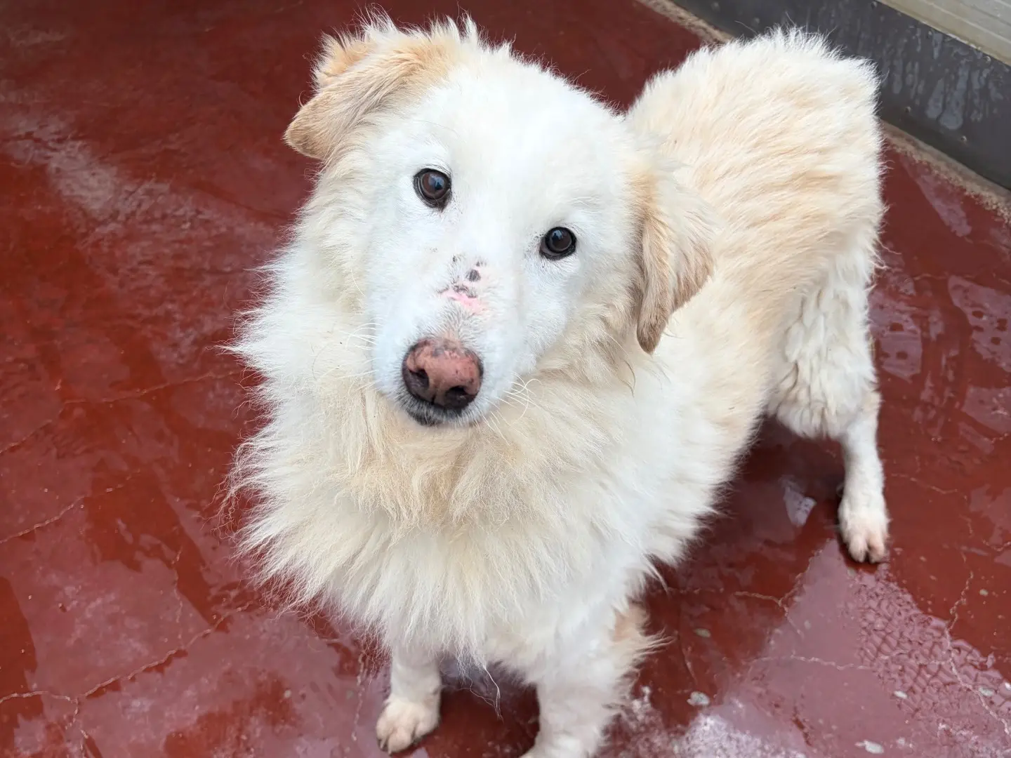 Adozione cane, femmina, Pastore maremmano Razza sconosciuta, 7 anni e 9 mesi, taglia grande, Potenza