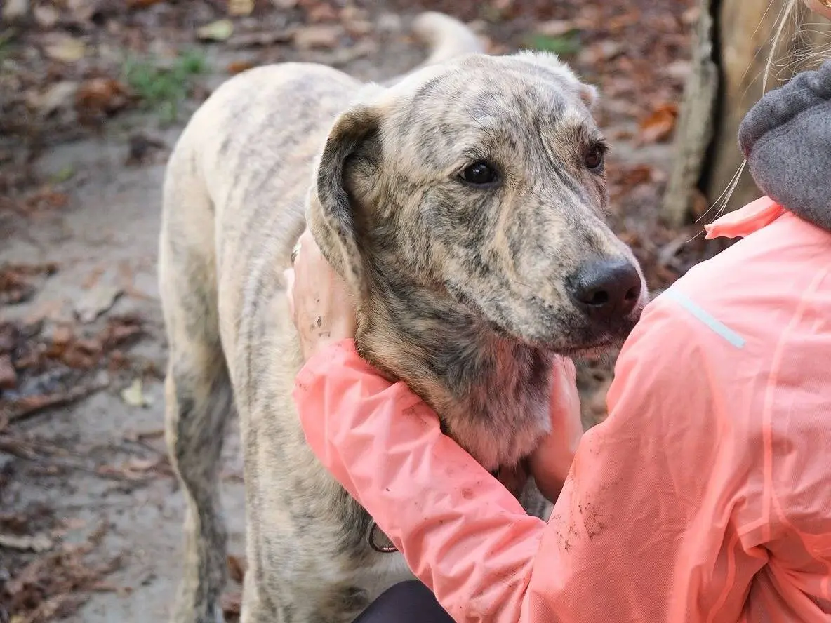 Vuoi adottare un cane a Torino?