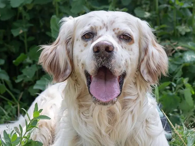 Adotta un cane, taglia media, maschio, Ferrara