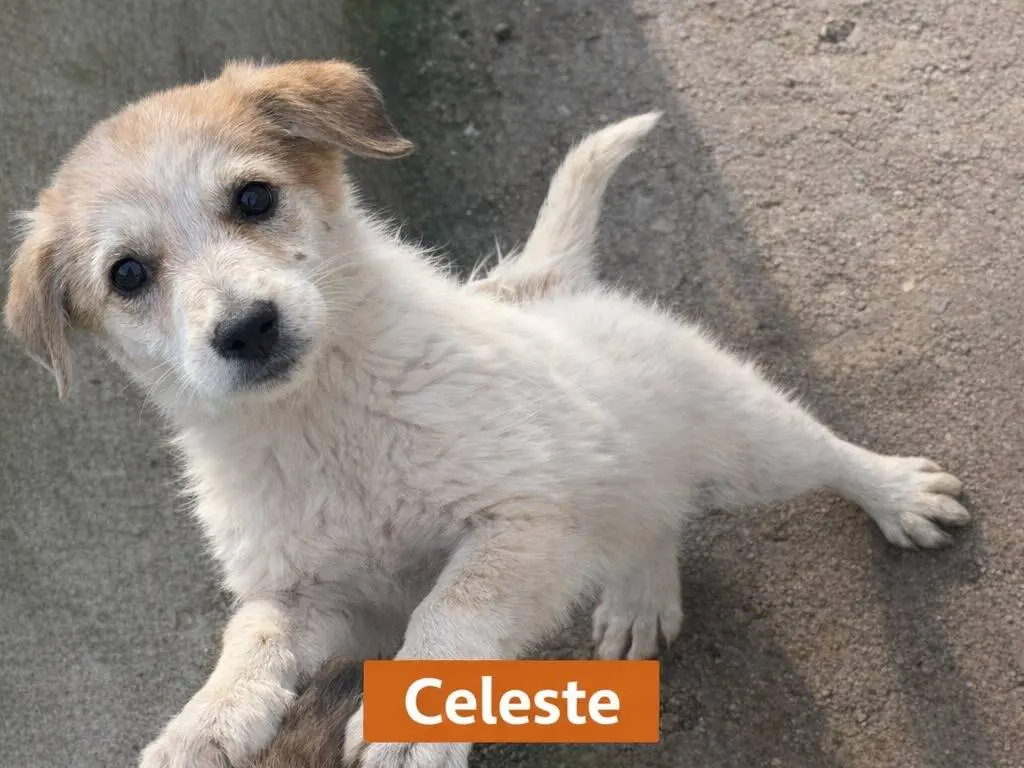 Adotta un cane, taglia media, femmina, Avellino
