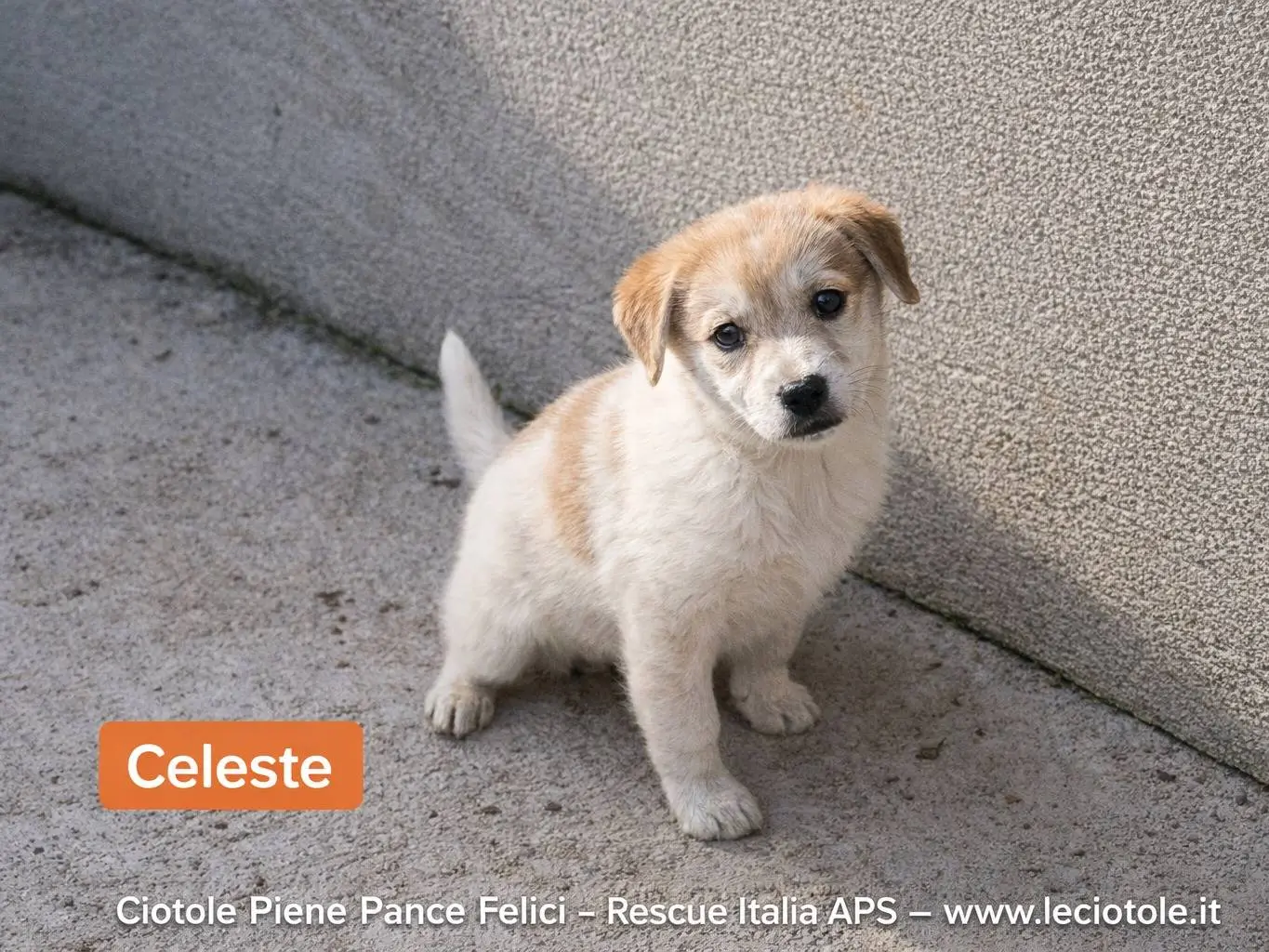 Adozione cane, femmina, Razza sconosciuta Razza sconosciuta, 2 mesi, taglia media, Avellino