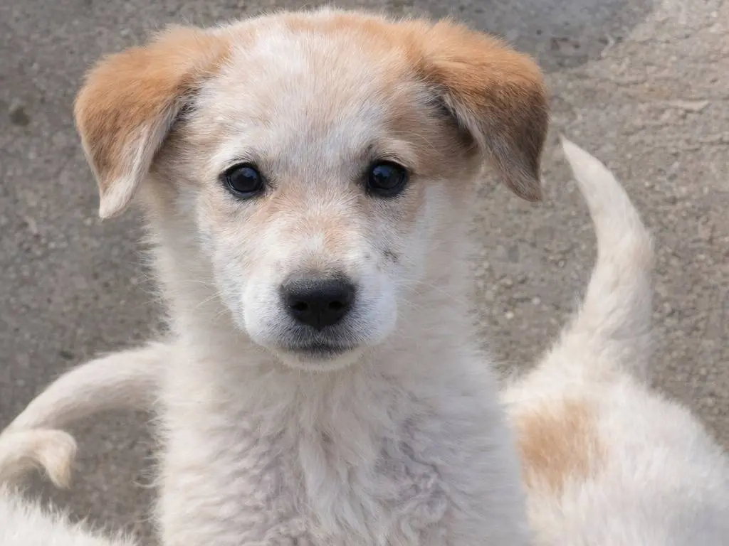 Adotta un cane, femmina, 2 mesi, Avellino