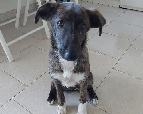 Adozione cane, femmina, meticcio, 4 anni e 5 mesi, taglia media, Cosenza