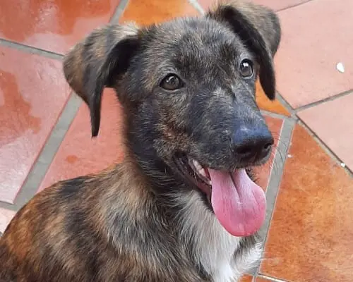 Adotta un cane, femmina, 4 anni e 5 mesi, Cosenza