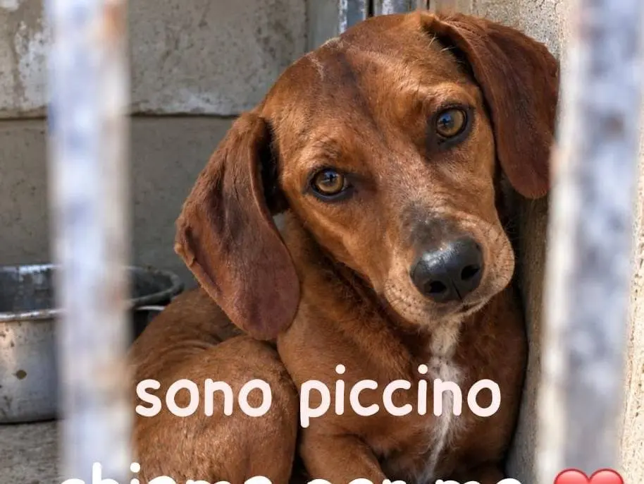 Foto 1 dell'animale