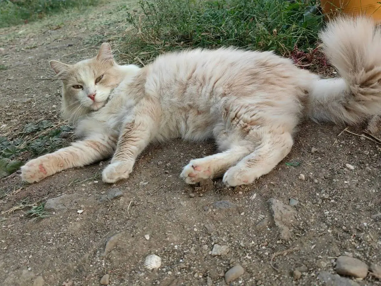 Adozione gatto, maschio, Razza sconosciuta Razza sconosciuta, 4 anni e 9 mesi, taglia non valida, Cagliari