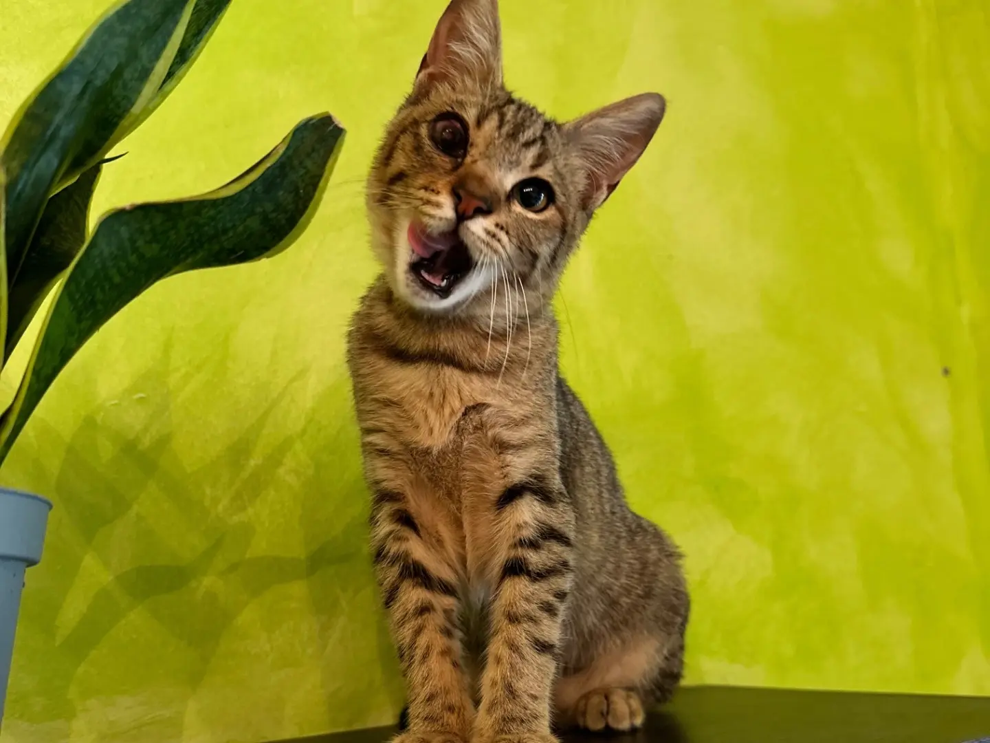 Adotta un gatto, taglia non valida, maschio, Milano