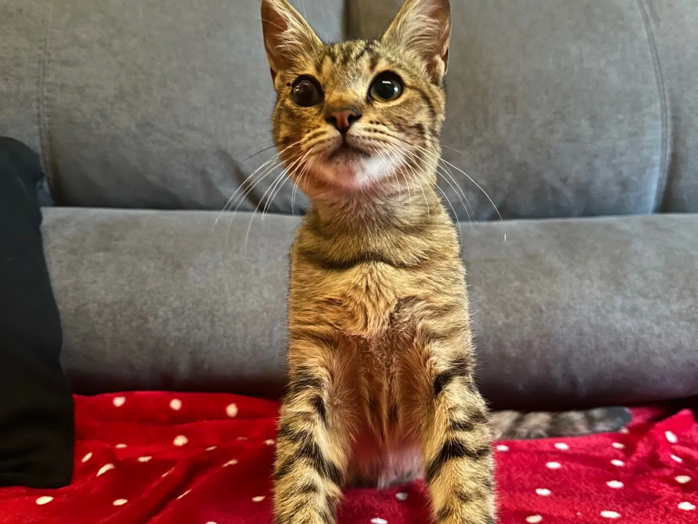 Adotta il gatto Capitano uncino a Milano