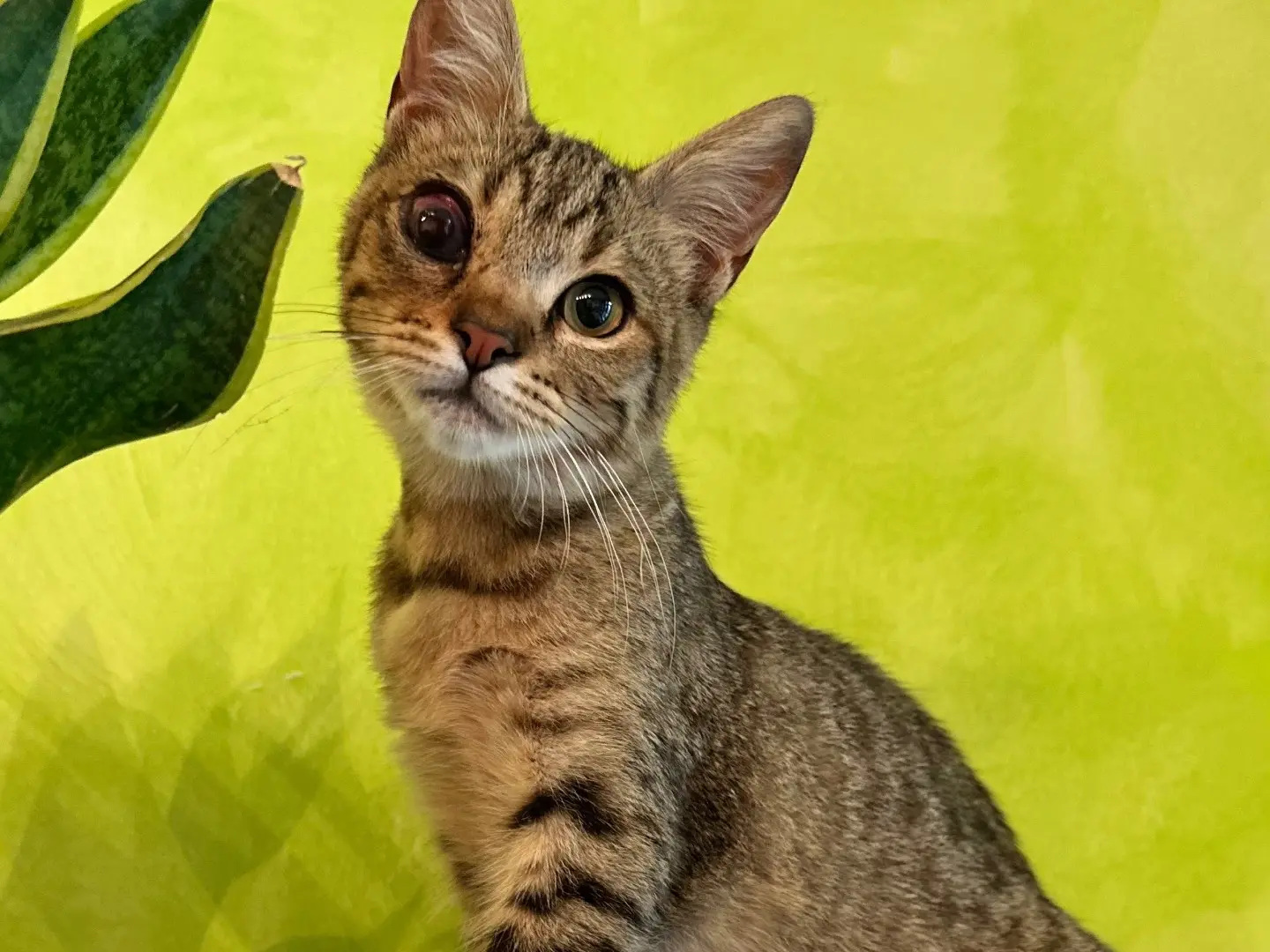 Adozione gatto, maschio, Razza sconosciuta Razza sconosciuta, 5 mesi, taglia non valida, Milano