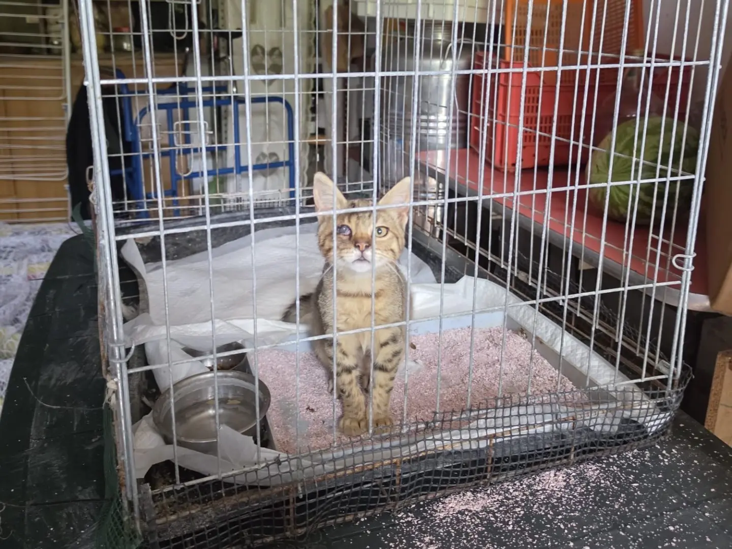 Adotta un gatto, maschio, 5 mesi, Milano