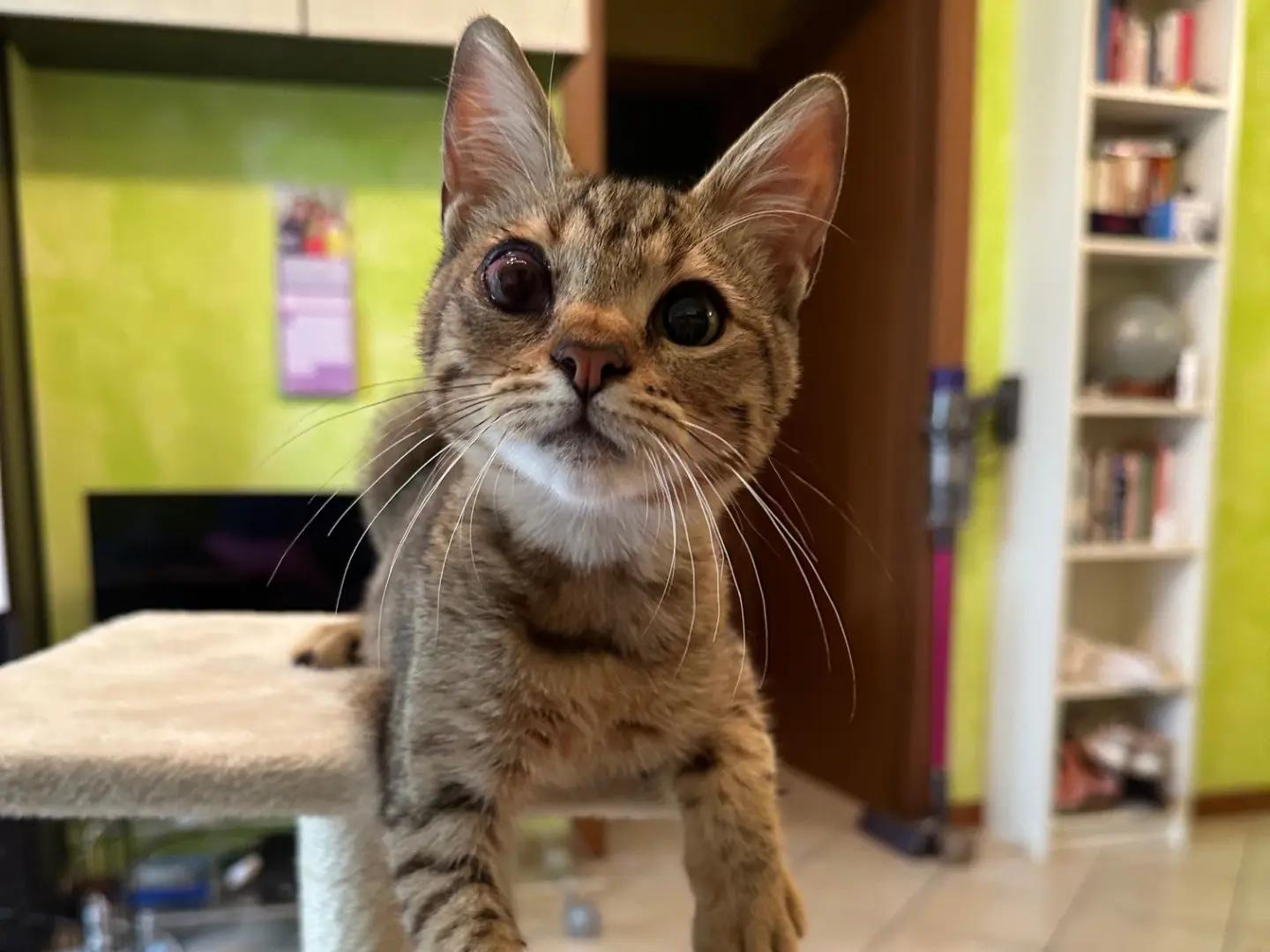 Vuoi adottare un gatto a Milano?