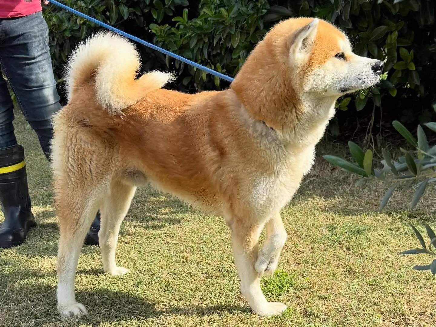 Adotta il cane Van Gogh a Matera