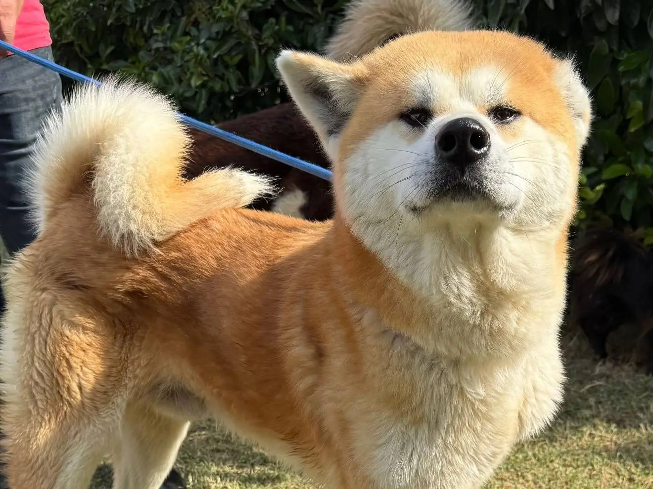 Adozione cane, maschio, Akita Razza sconosciuta, 6 anni, taglia grande, Matera
