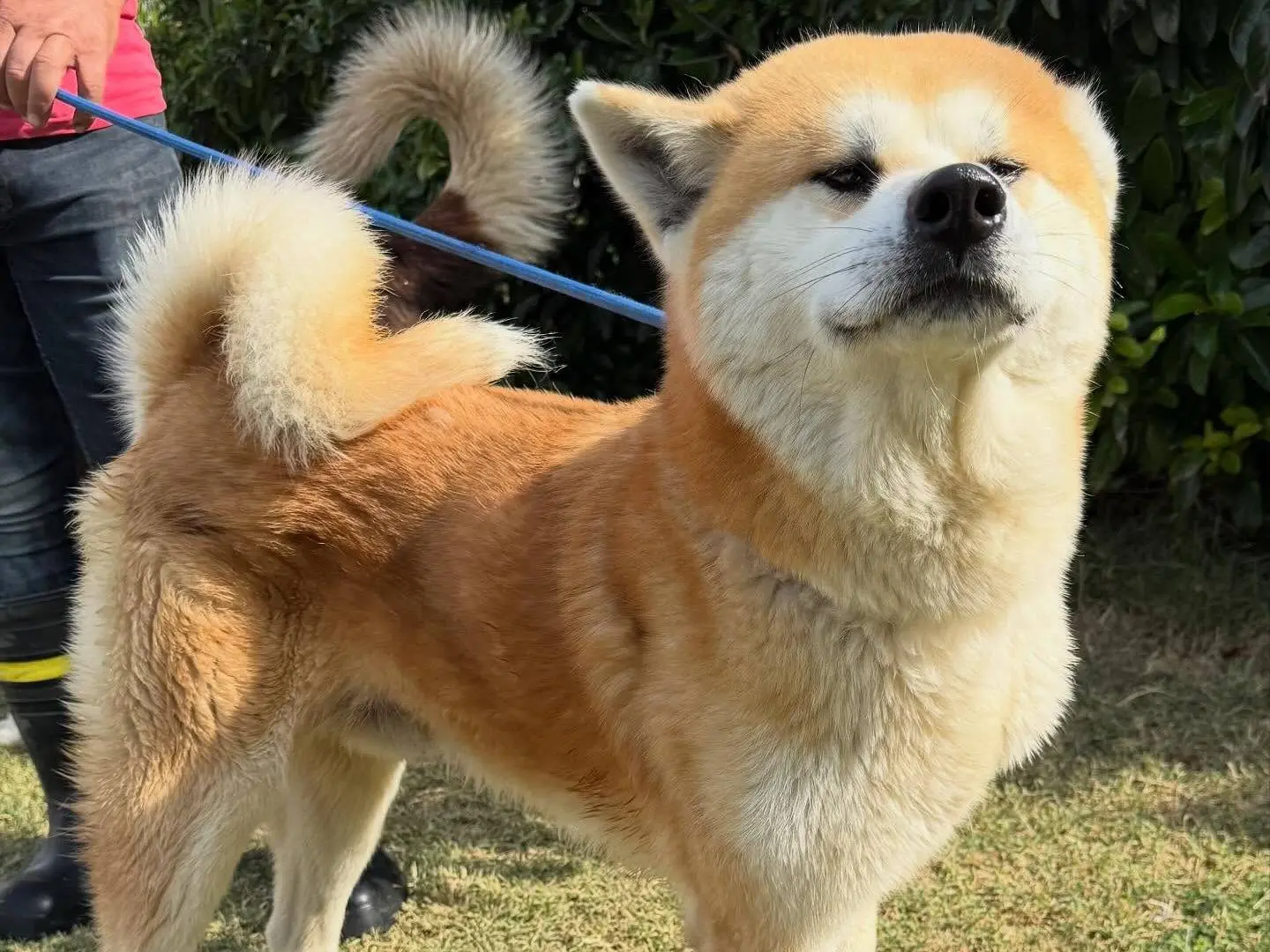 Vuoi adottare un cane a Matera?
