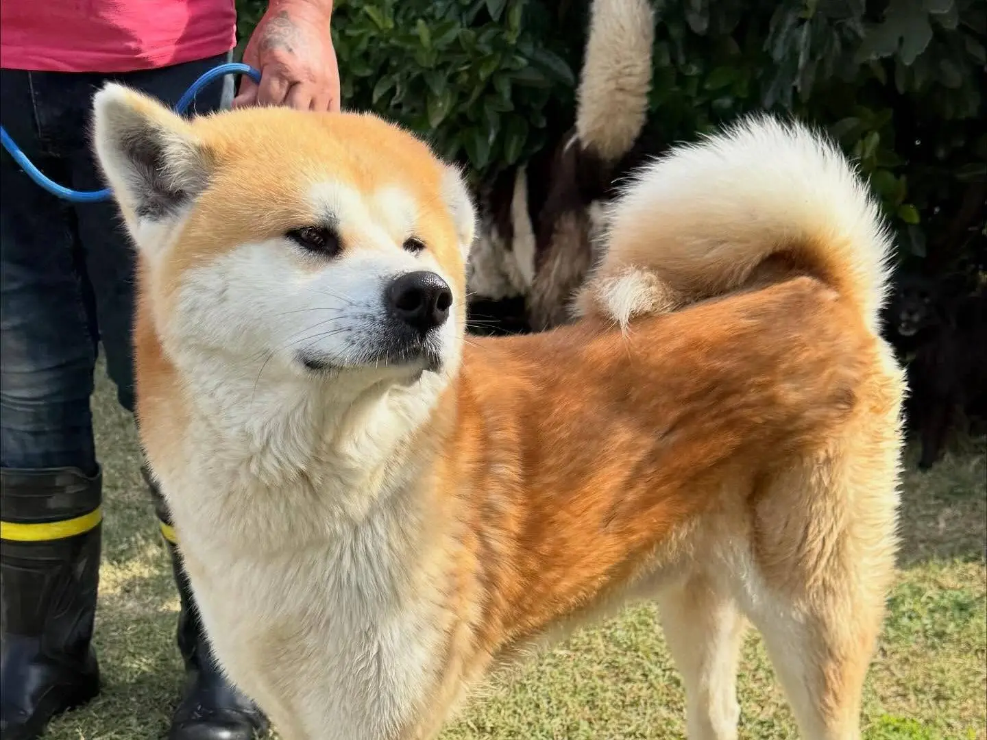 Adotta un cane, maschio, 6 anni, Matera
