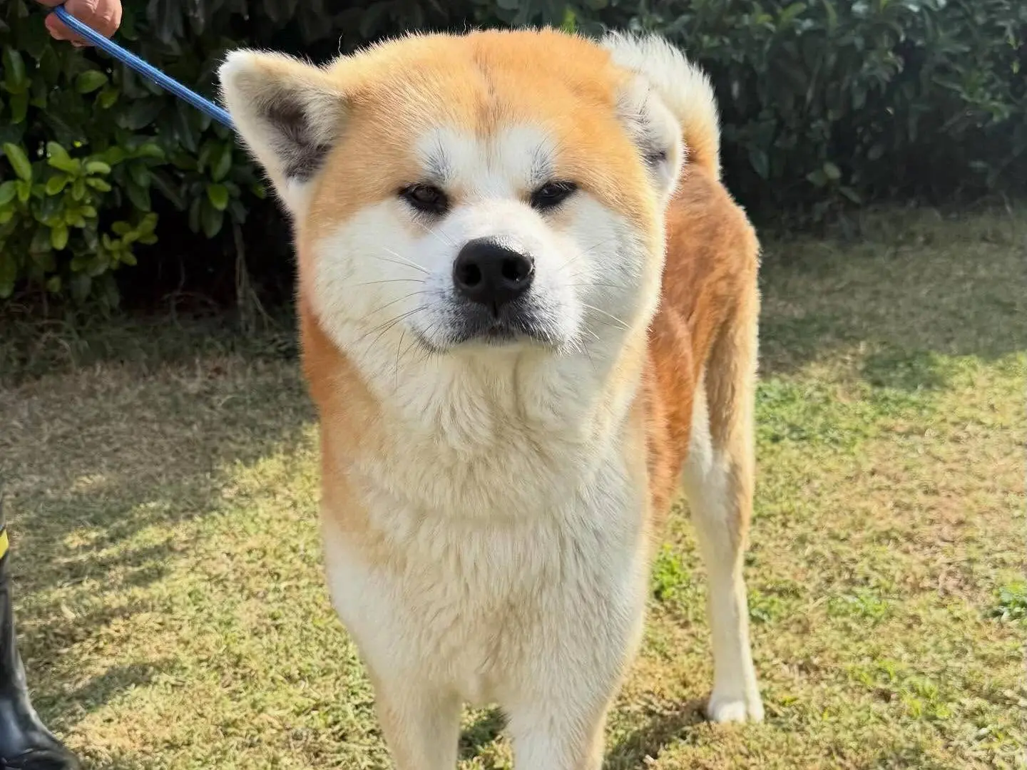 Adotta un cane, taglia grande, maschio, Matera