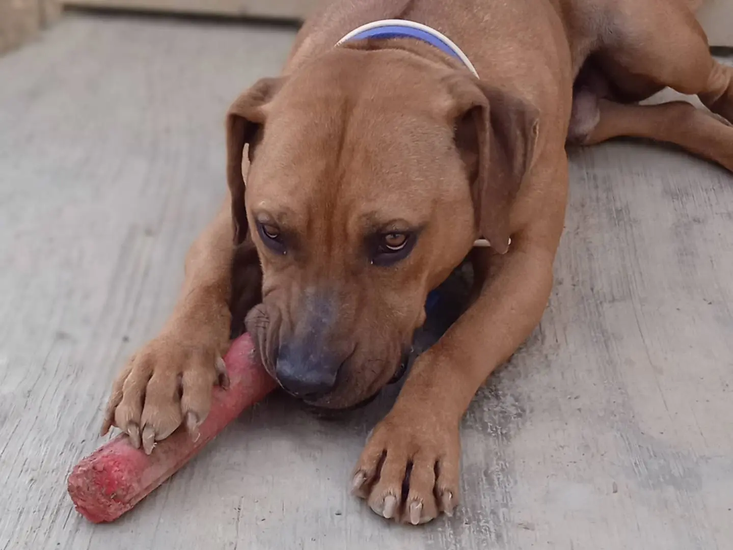 Adozione cane, maschio, Razza sconosciuta Razza sconosciuta, 2 anni e 7 mesi, taglia media, Chieti