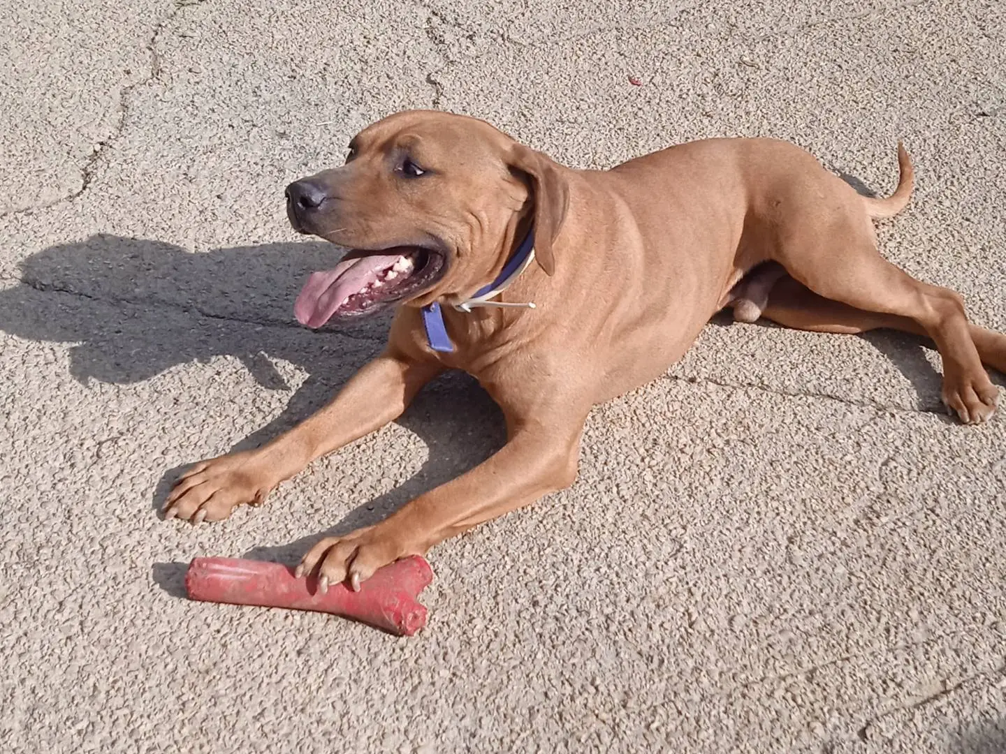 Adotta un cane, maschio, 2 anni e 7 mesi, Chieti