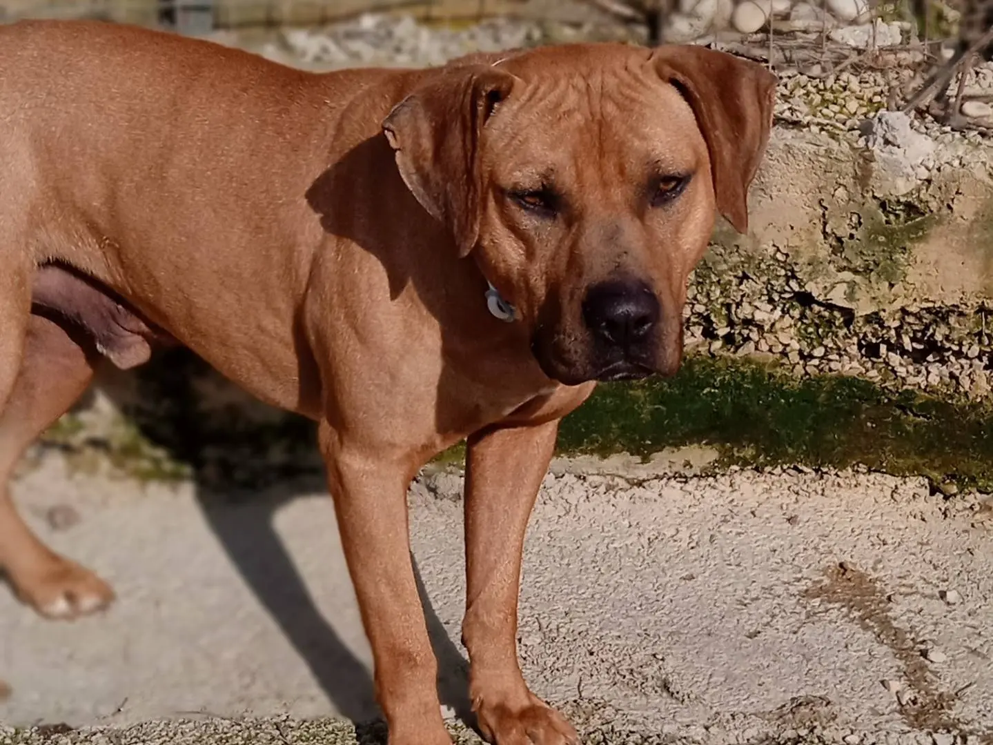 Adotta un cane, taglia media, maschio, Chieti