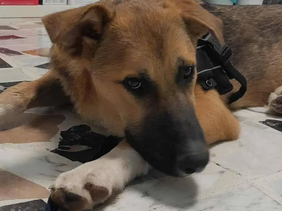 Adotta un cane, maschio, 1 anno e 7 mesi, Catania