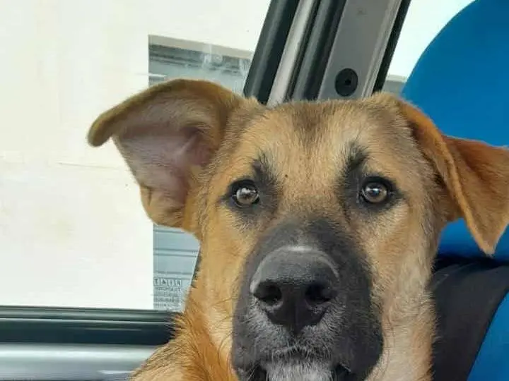 Adozione cane, maschio, Razza sconosciuta Razza sconosciuta, 1 anno e 7 mesi, taglia media, Catania