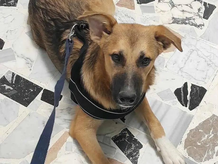Adotta un cane, taglia media, maschio, Catania